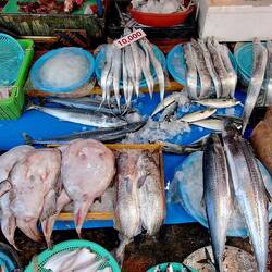 Every imaginable fish available. (& some unimaginable fish as well!)