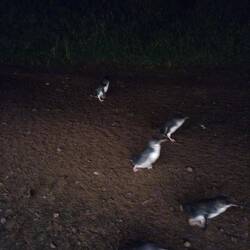 De hele stoet kleinste pinguïns die er bestaan trekt voorbij