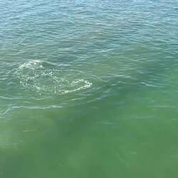 Dolphins at the Semaphore Pier.