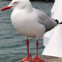 Veeeeel van deze. Zilvermeeuw en. Heel brutaal