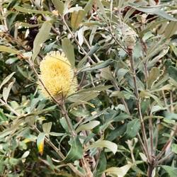 Banksia