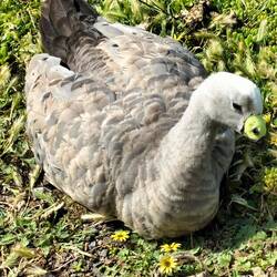 Barron Goose. Die zijn er heeel veel, vaak met jonkies