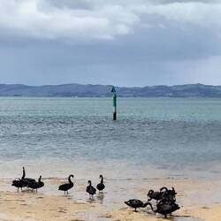 Bij het dorpje Rhyll, veel zwarte zwanen