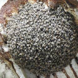 Bee hive on wall of sink hole garden