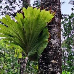 Trapper werden sie genannt