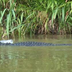 Sie fisched da mit Pet und Angelschnuer. Z Kroki het dr Fisch gholt und ja ez leider mit Petfläsche.