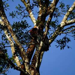 Höckerstorch (seltenschti Storchäart vu dr Welt 250-500)