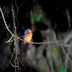 Wellenliest (Kingfisher)