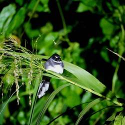 Malaienfächerschwanz