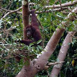 Borneo Orang-Utan
