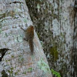 Borneo Kleinsthörnchen
