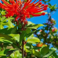 Chilenischen Feuerbusch