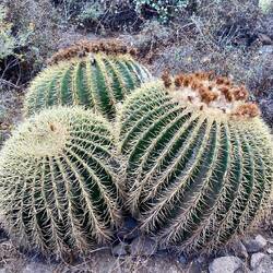 und vieles stachelig