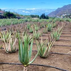 Umstellung von Bananen auf Algarven - das scheint sich zu lohnen.