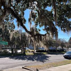 Spanish Moss in Tallahassee
