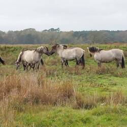 Horses on Minsmere