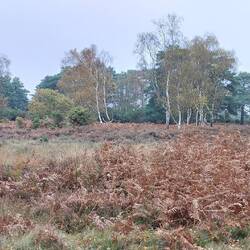 Dunwich Heath