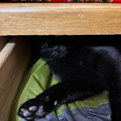 Rosas super neugierige und superhübsche Katze