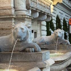 "Ey, chill mal Alter" scheinen die Löwen zu sagen, während Pino Grigo durch Kehlen rinnt