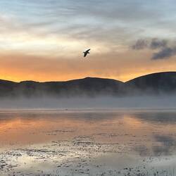 Wild birds at sunrise