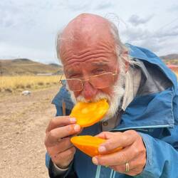 Our favourite snack. Scrummy Mango. Alice forbids consumption in the tent!