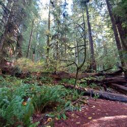 Auf einem Gefallenen fangen Neue an zu wurzeln.