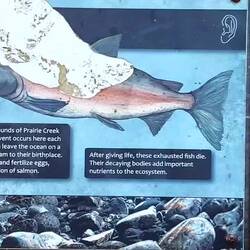 Durch die Nähe zum Meer auch in so kleine Flüsschen noch Lachse zum Laichen.