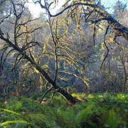Überall Moos, alles ziemlich feucht.