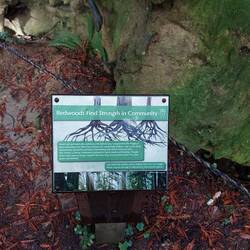 Bei der Höhe maximal 3 Meter tiefe Wurzeln.