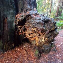 Wenn ich das richtig verstanden habe, kann man aus diesen "Knospen" neue Ableger ziehen.