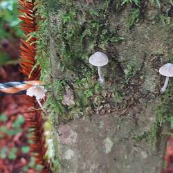 Selbst Absperrposten werden zur Biomasse.