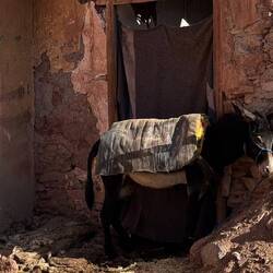 - sucht ein Schattenplätzchen