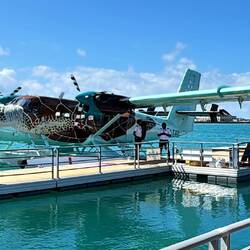 Theeee Flying Turtle