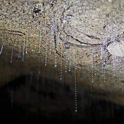 Due Larven produzieren klebrige Fäden