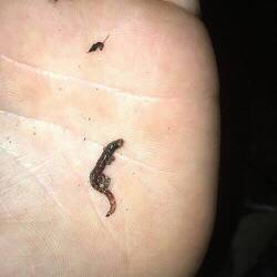 Das ist die Larve - wie ernüchternd