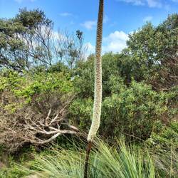 Xantatea. Bloeiwijze van Black Boys, zaad ontkiemt pas na een brand ( warmte nodig)