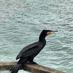 Er zaten twee aalscholvers