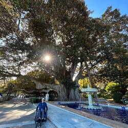 Lots of huge ficus trees