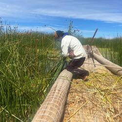 Harvesting reeds