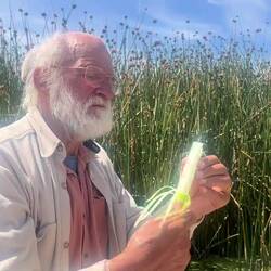 The verdict on reed pith...