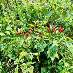 Kleine, aber superscharfe Chillis