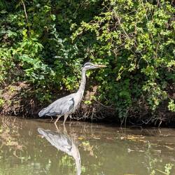 So schön, dass selbst die Reiher zurück sind. Haben als Kinder noch den Schaum der Abwässer gesehen.