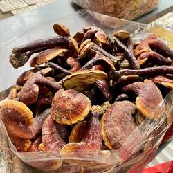 Pilze gegen und für alles