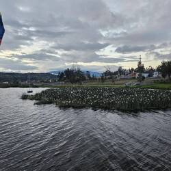 Das weiße im Busch sind alles Vögel (Reiher)
