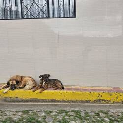 Es gab sehr viele Straßenhunde..