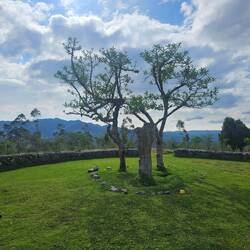 Arbol Mitico Lechero