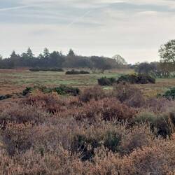 Westleton Heath