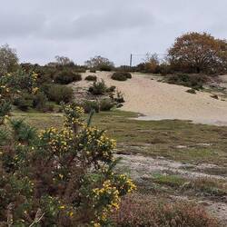 Westleton Common; disused pit