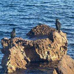 Les beaux cormorans catalans