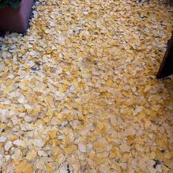 A leaf covered garden